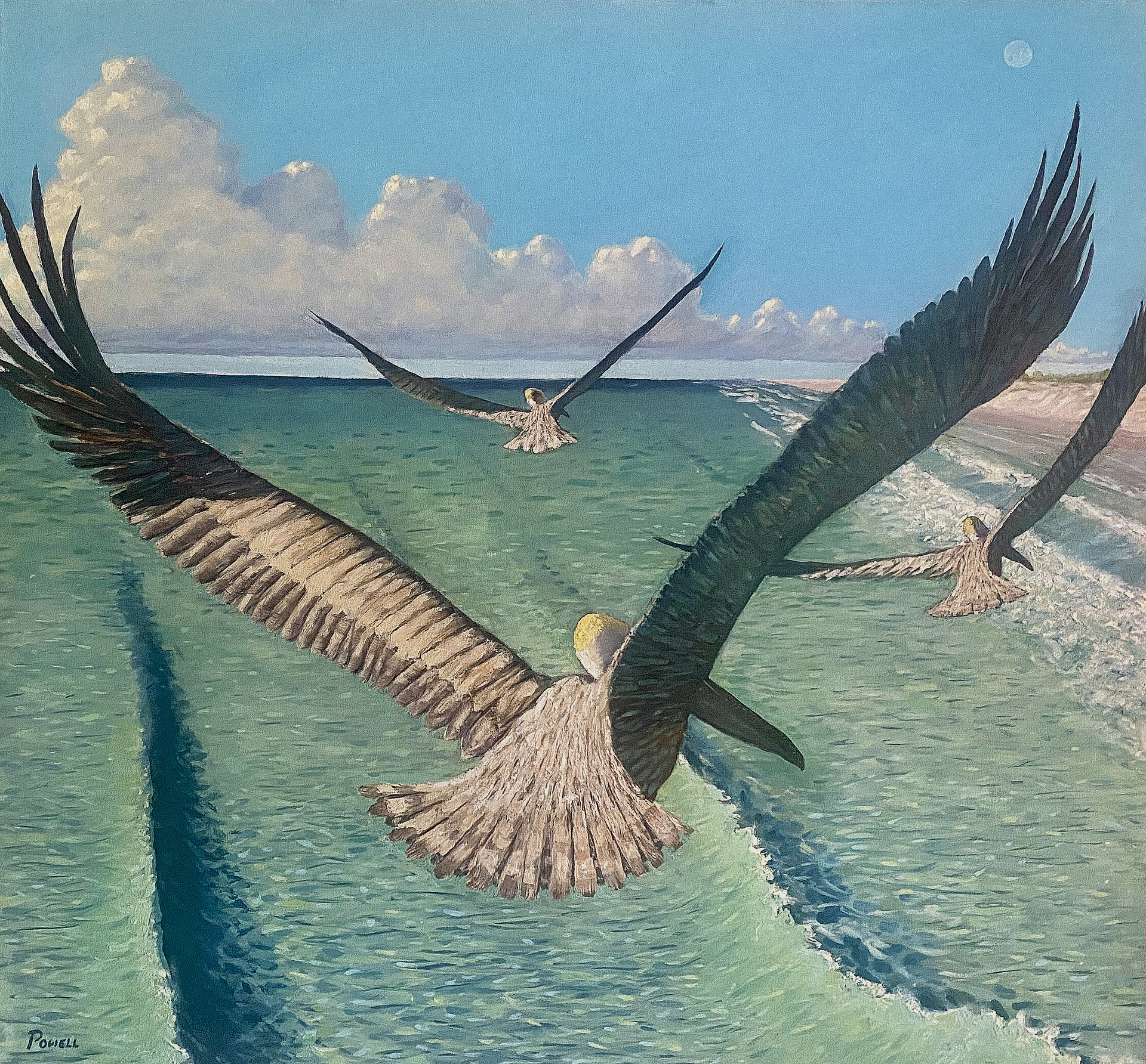 Pelicans - Southern Shore